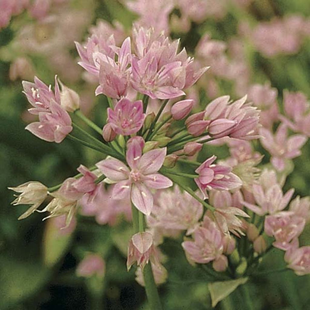 Ail d'ornement - Allium unifolium