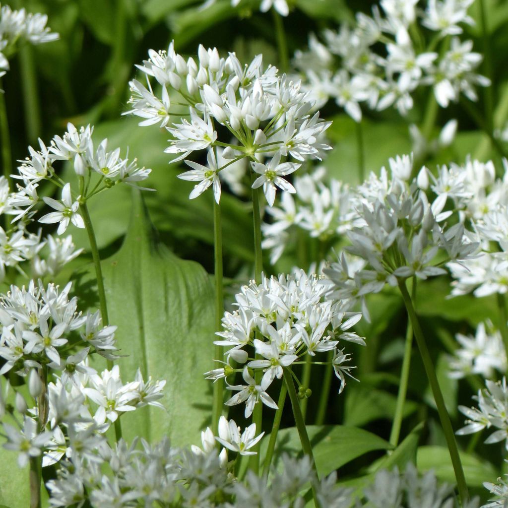 Ail des Ours - Allium ursinum en godet