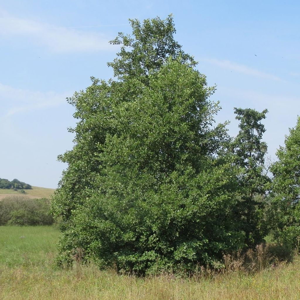 Aulne blanc - Alnus incana