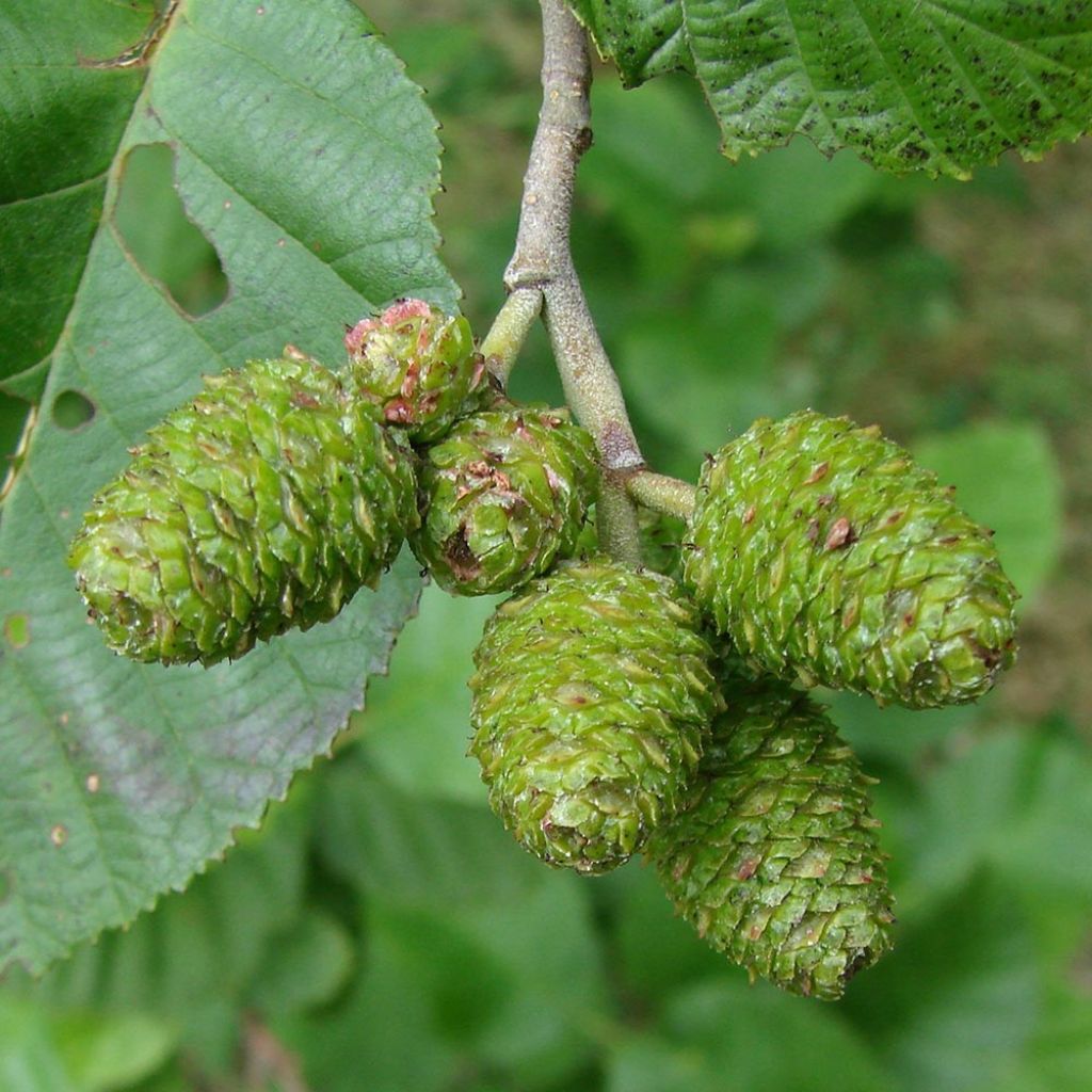 Aulne blanc - Alnus incana