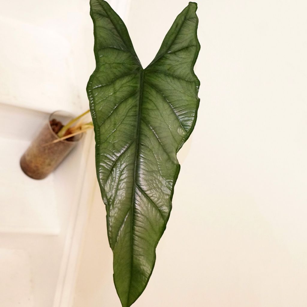 Alocasia Dragon's Breath