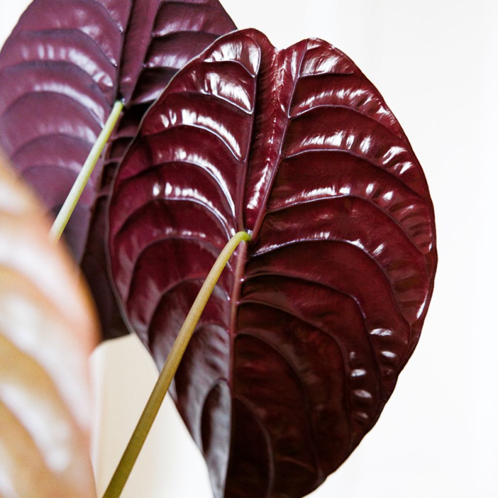 Alocasia cuprea Red - Oreille d'éléphant