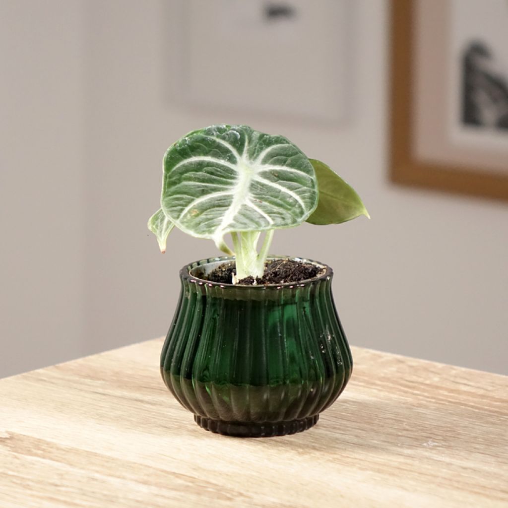 Alocasia Ninja - Oreille d'éléphant