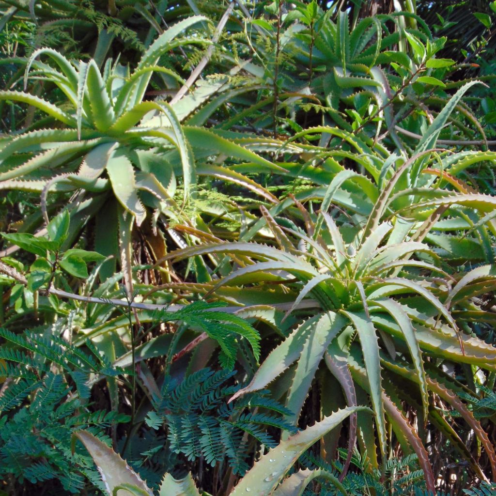 Aloe arborescens - Aloès arborescent