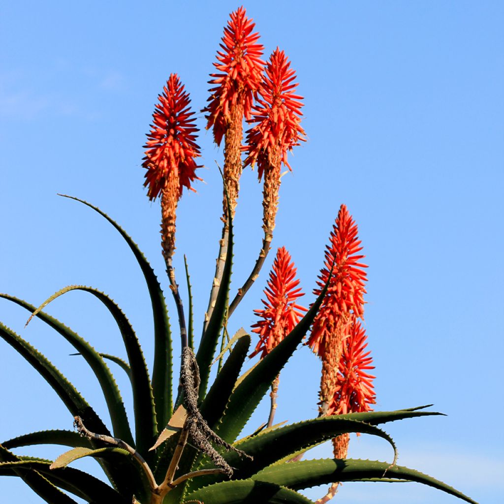 Aloe arborescens - Aloès arborescent