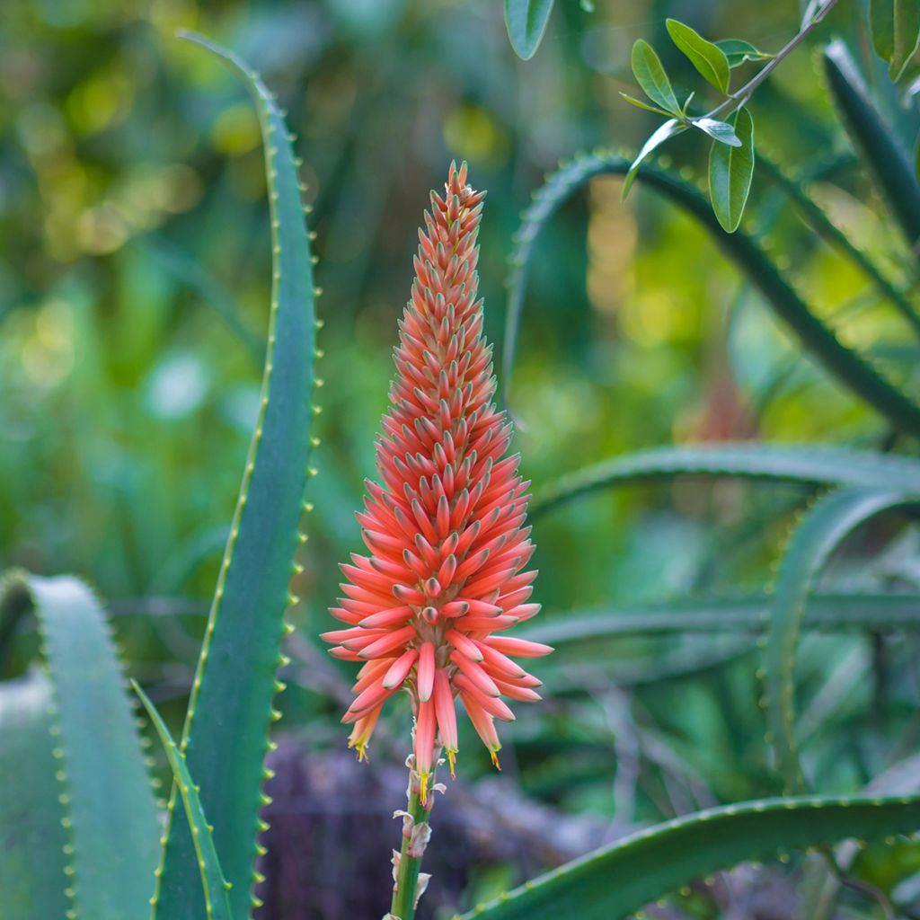 Aloe arborescens - Aloès arborescent