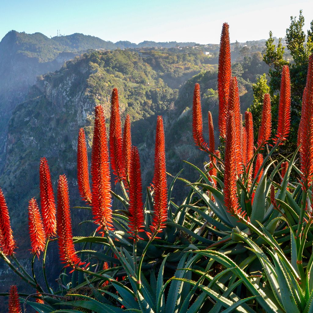 Aloe arborescens - Aloès arborescent