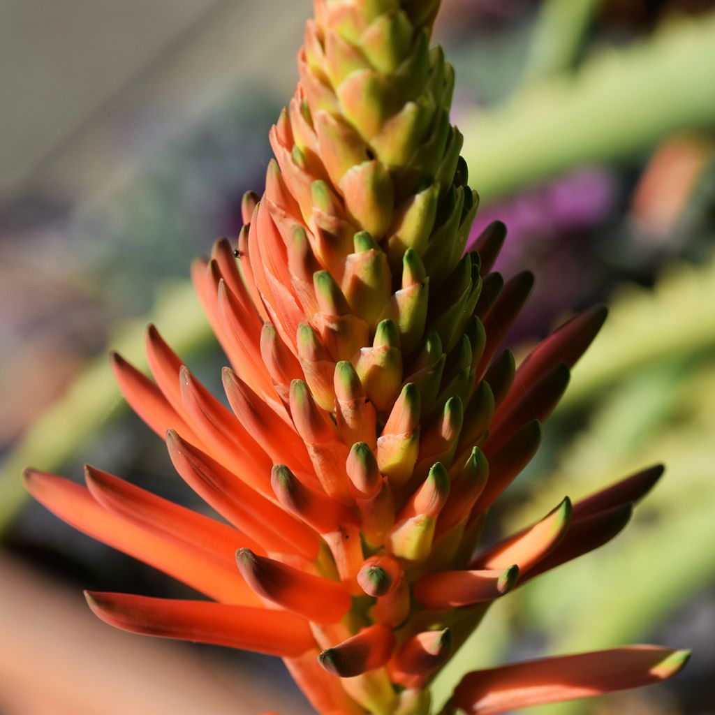 Aloe arborescens - Aloès arborescent