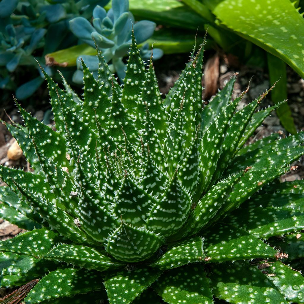 Aloe aristata - Aloe nain