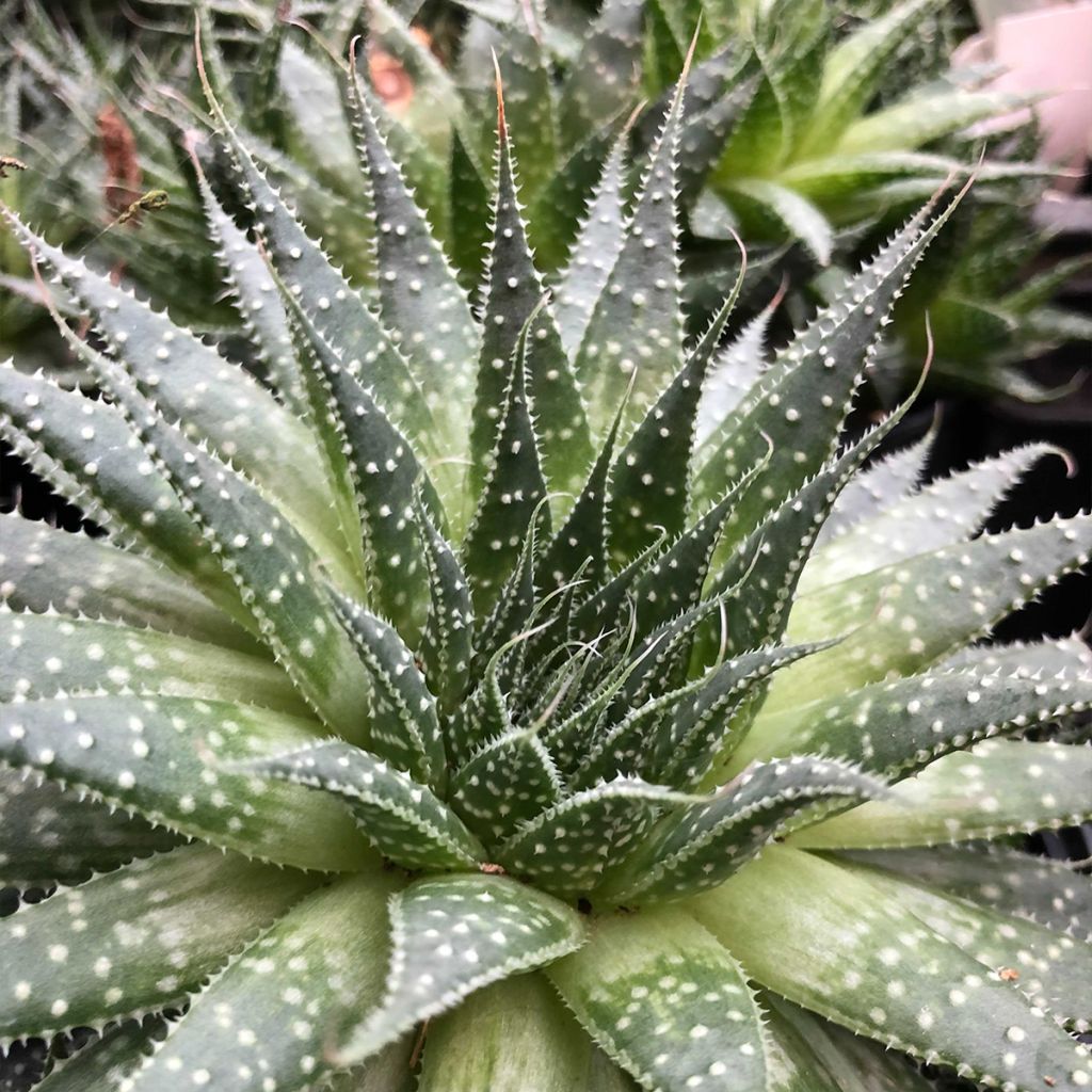 Aloe aristata - Aloe nain