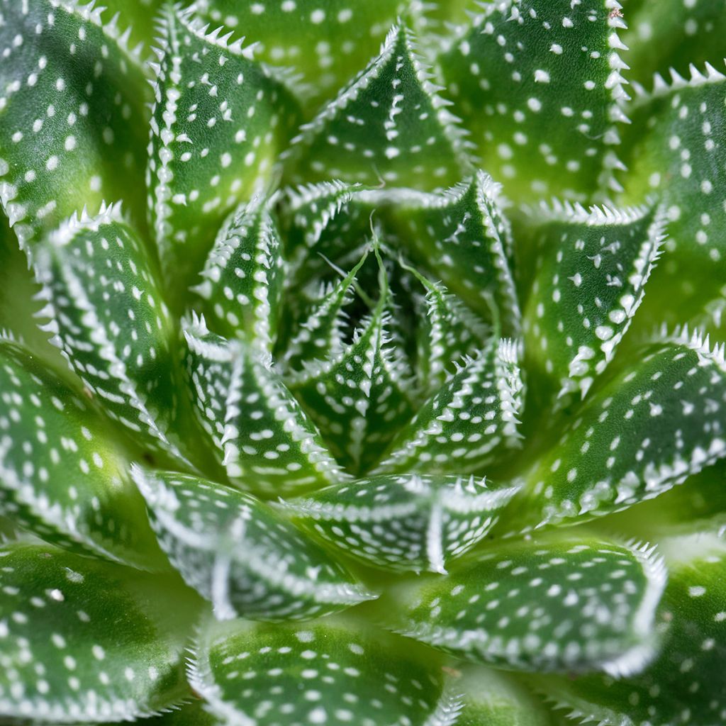 Aloe aristata - Aloe nain