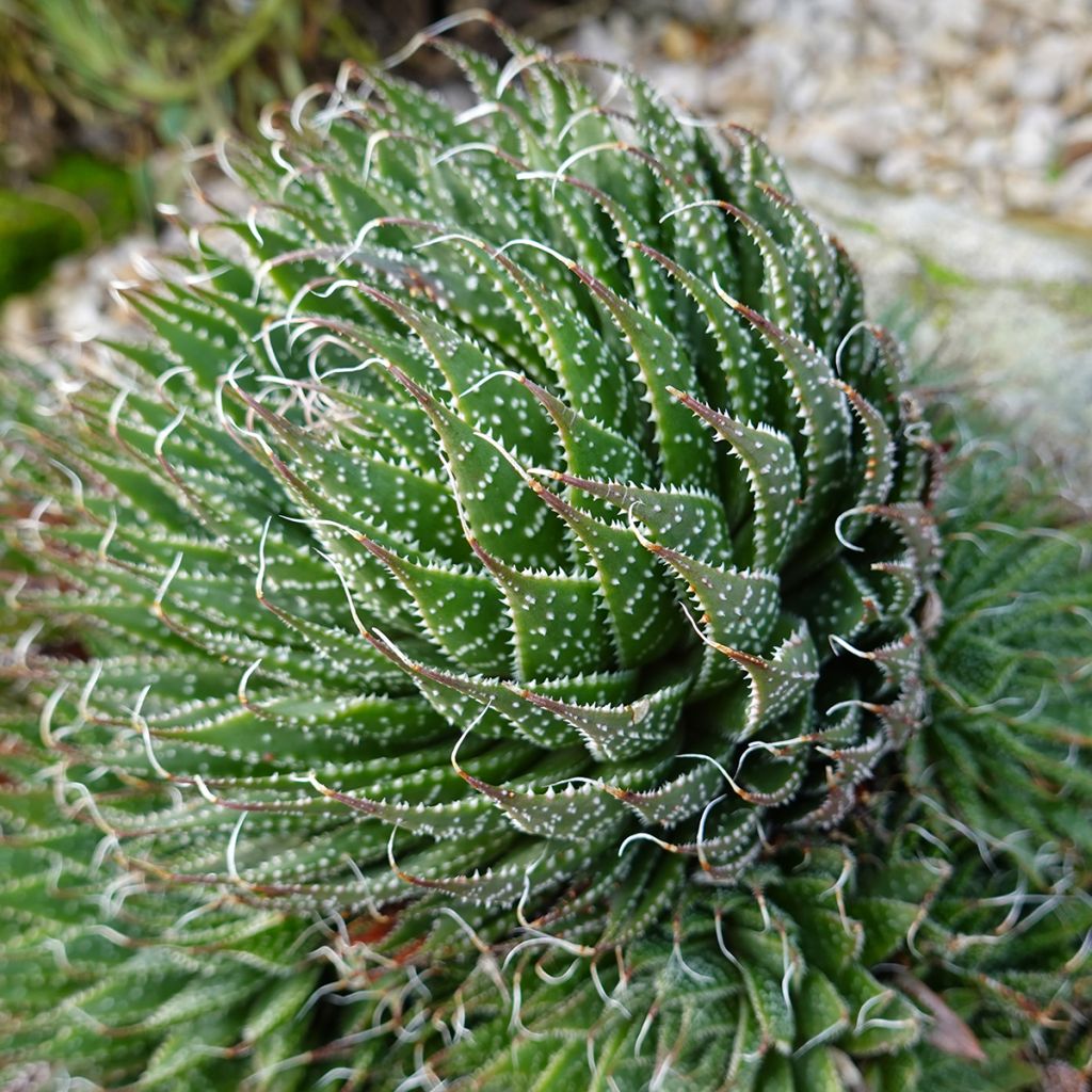 Aloe aristata - Aloe nain