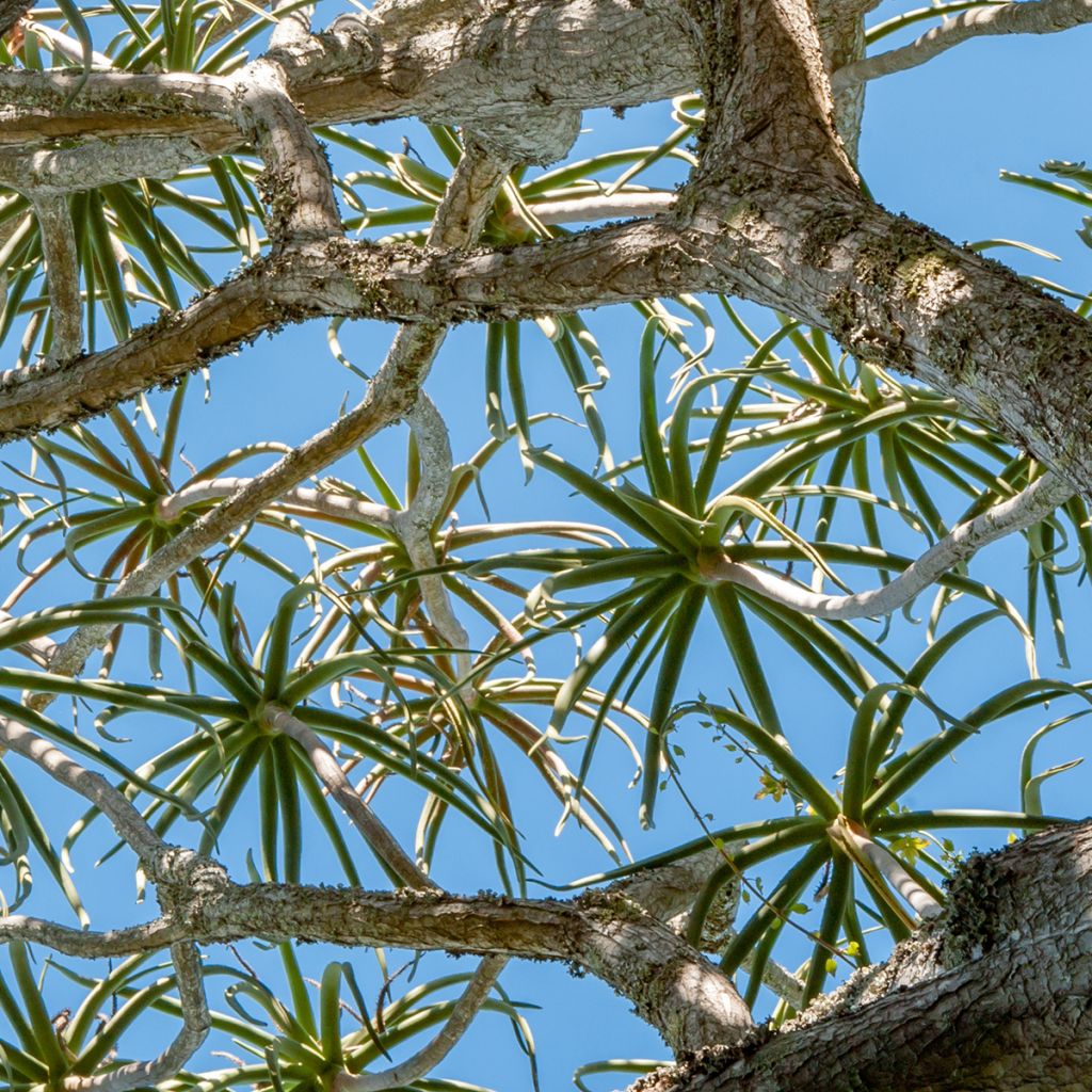 Aloe bainesii ou Aloe barberae - Aloès en arbre