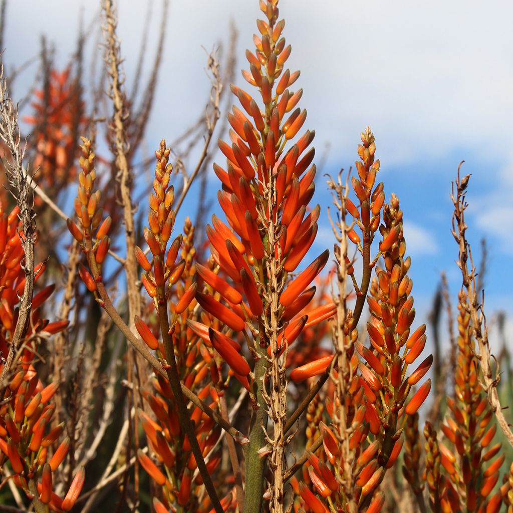 Aloe brevifolia - Aloès à feuilles courtes