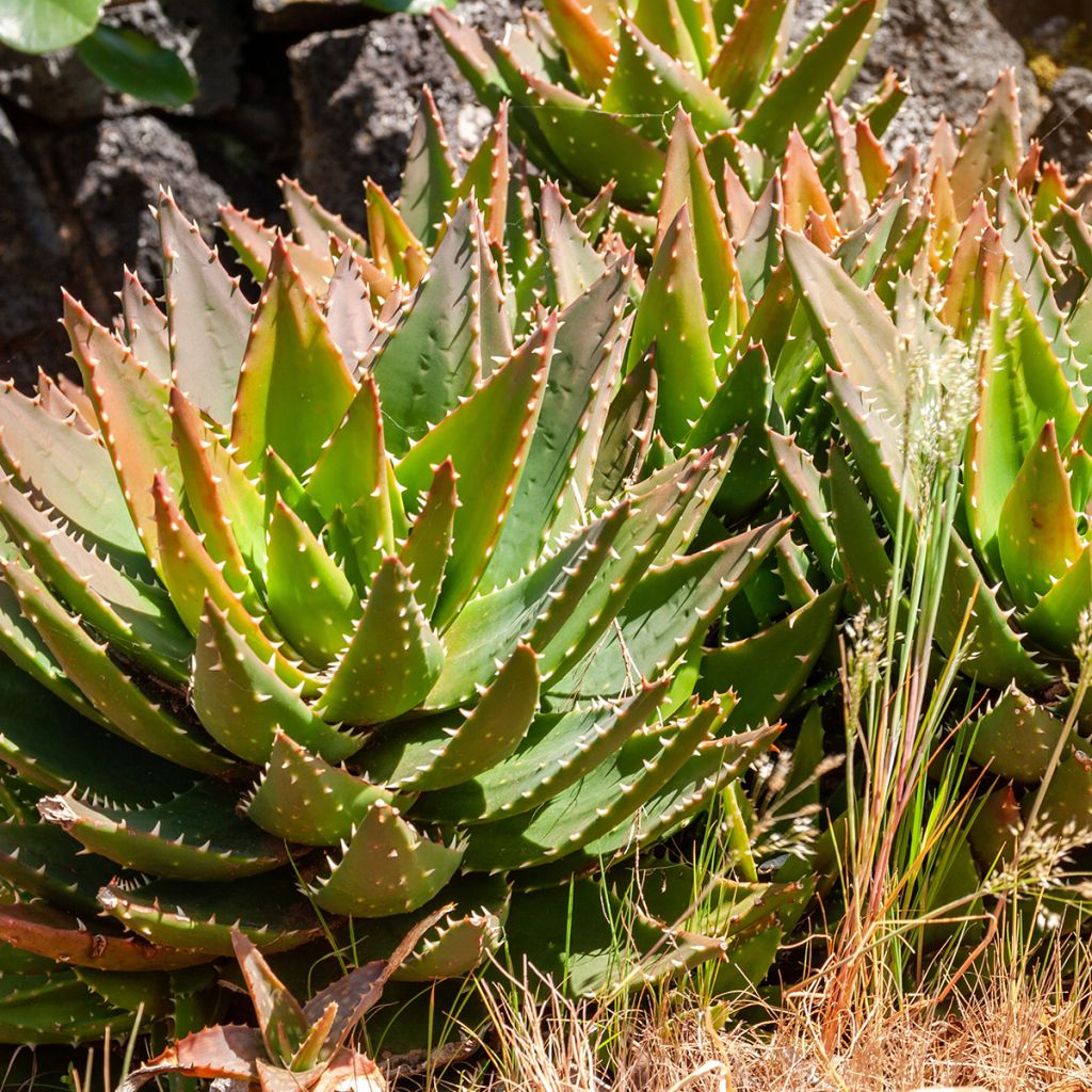 Aloe brevifolia - Aloès à feuilles courtes