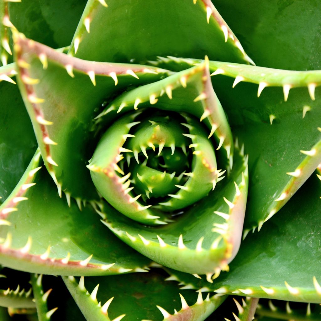 Aloe brevifolia - Aloès à feuilles courtes