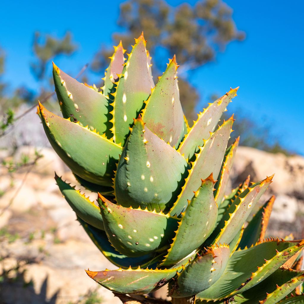 Aloe brevifolia - Aloès à feuilles courtes