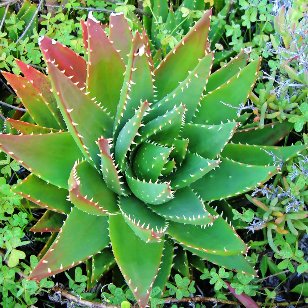 Aloe brevifolia - Aloès à feuilles courtes