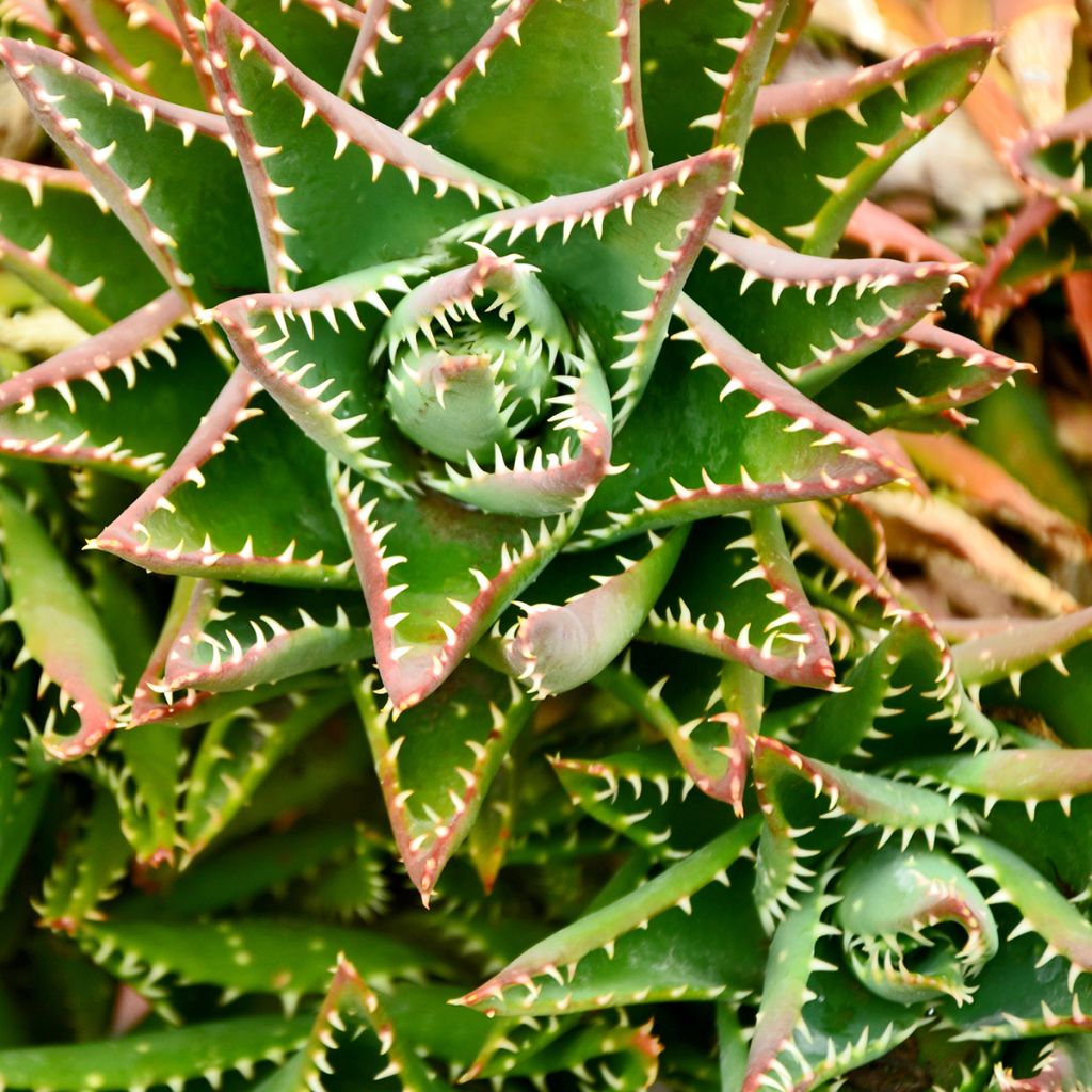 Aloe brevifolia - Aloès à feuilles courtes