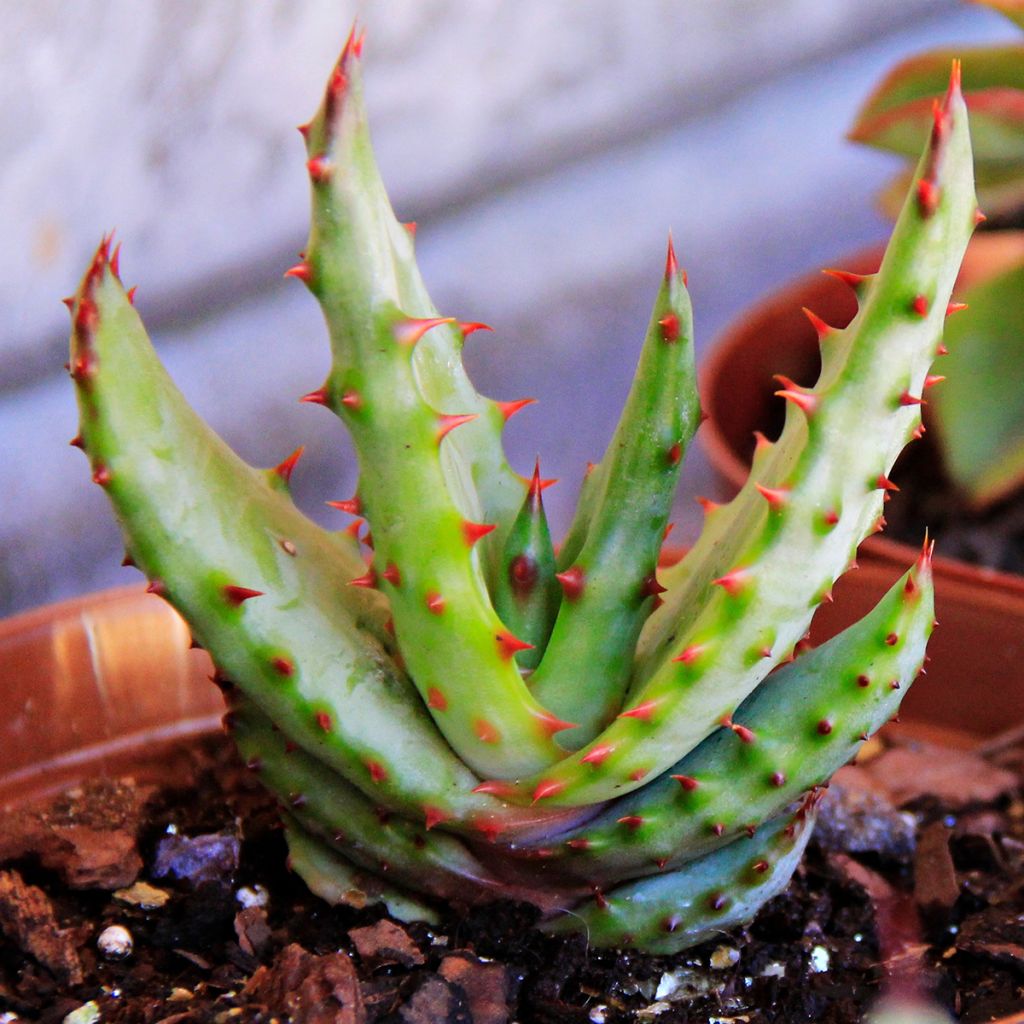 Aloe conifera Twirl - Aloès de Madagascar