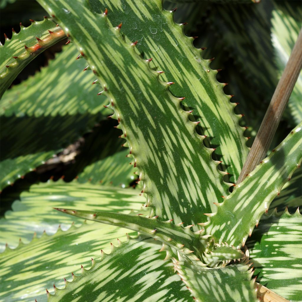 Aloe harlana - Aloès mosaïque