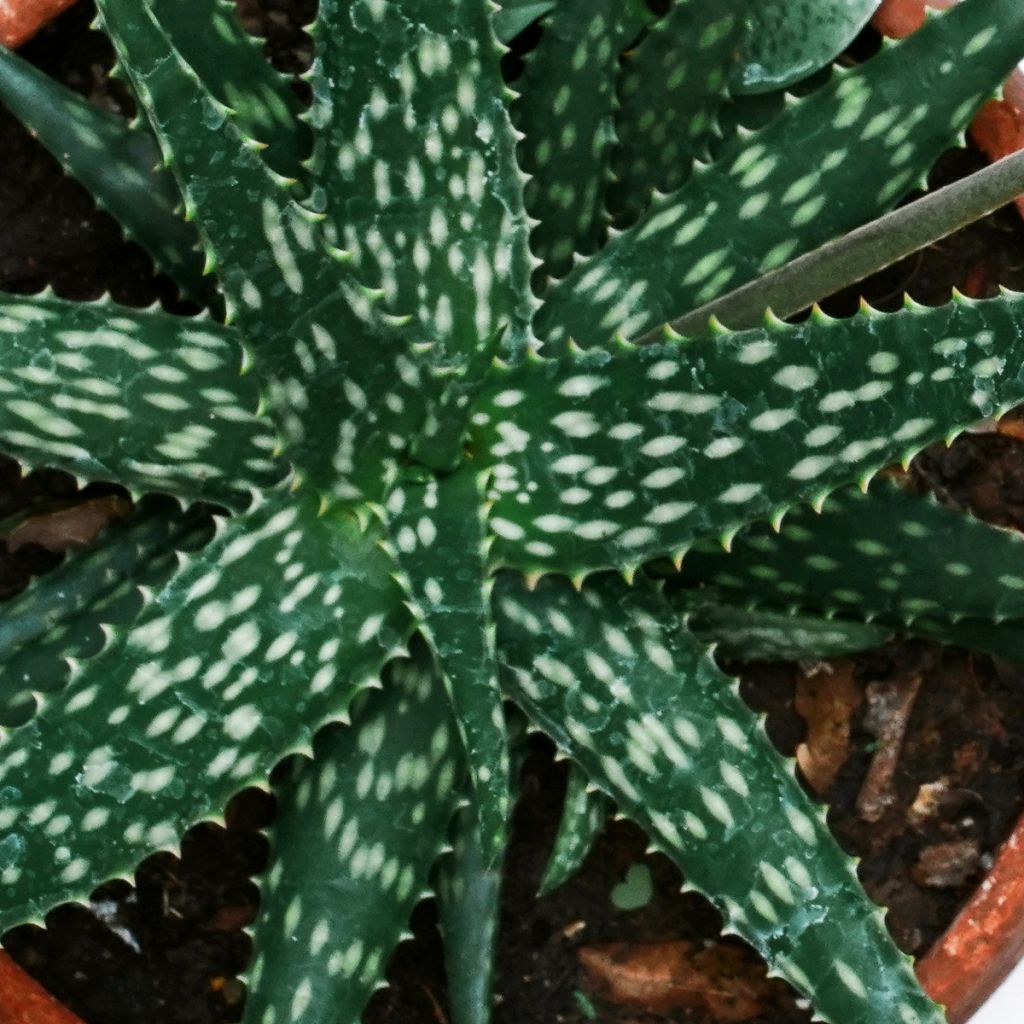 Aloe harlana - Aloès mosaïque