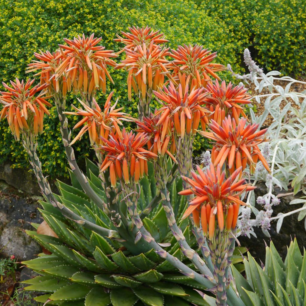 Aloe polyphylla - Aloes spirale