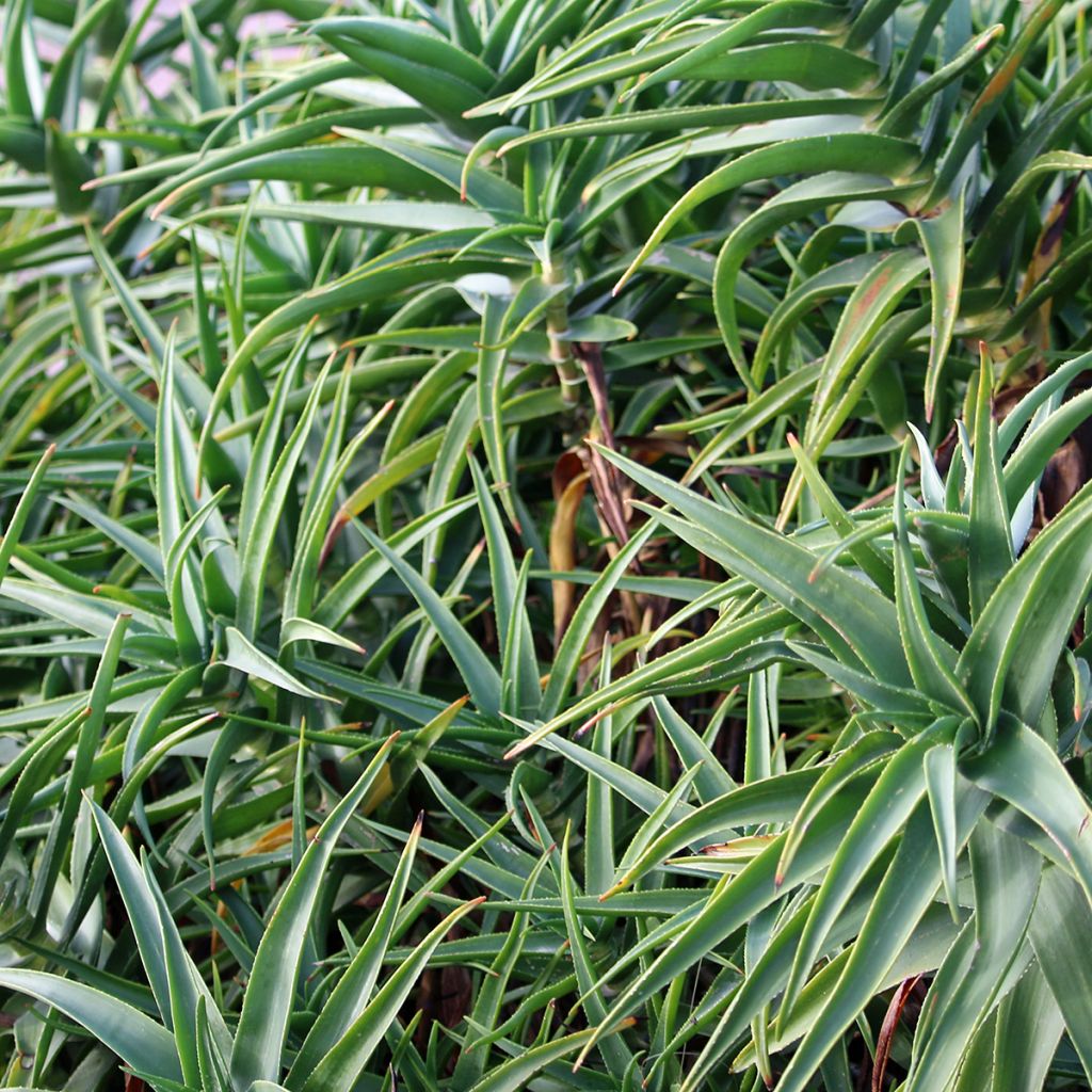 Aloe striatula - Aloès arbustif