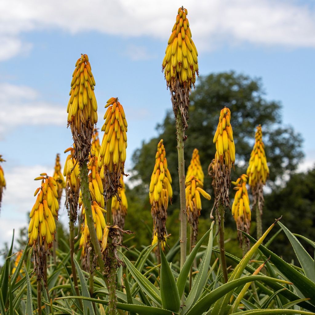 Aloe striatula - Aloès arbustif