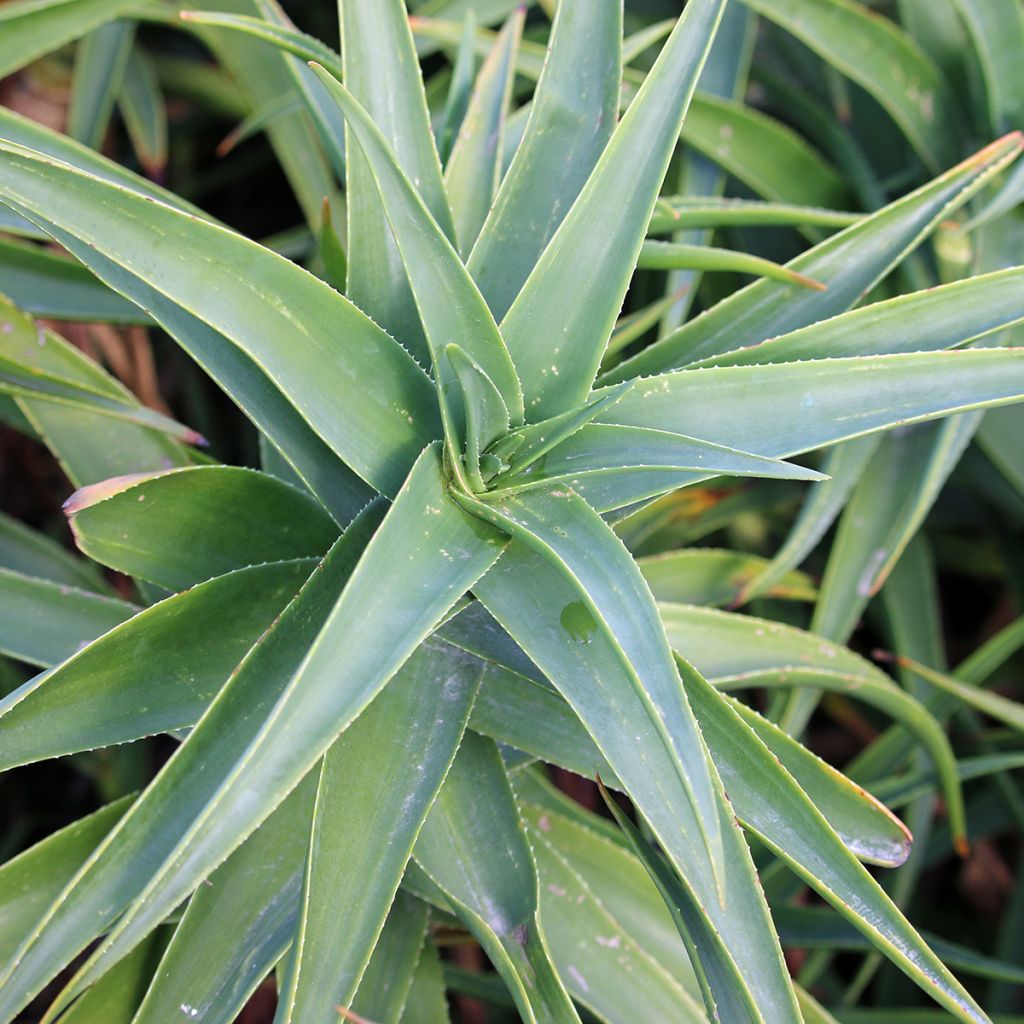 Aloe striatula - Aloès arbustif