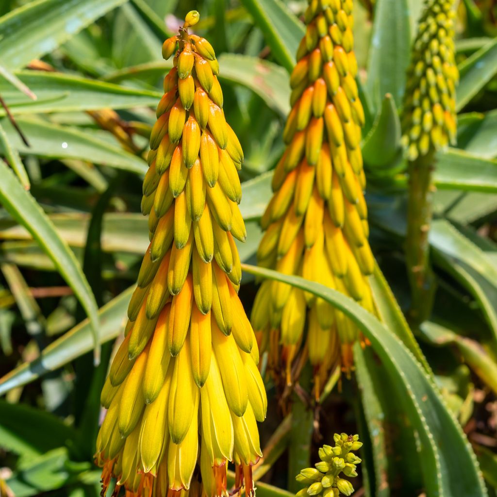 Aloe striatula - Aloès arbustif