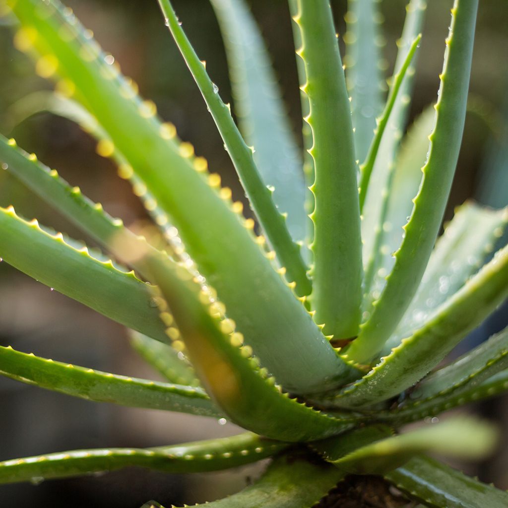 Aloe vera - Aloes des Barbades