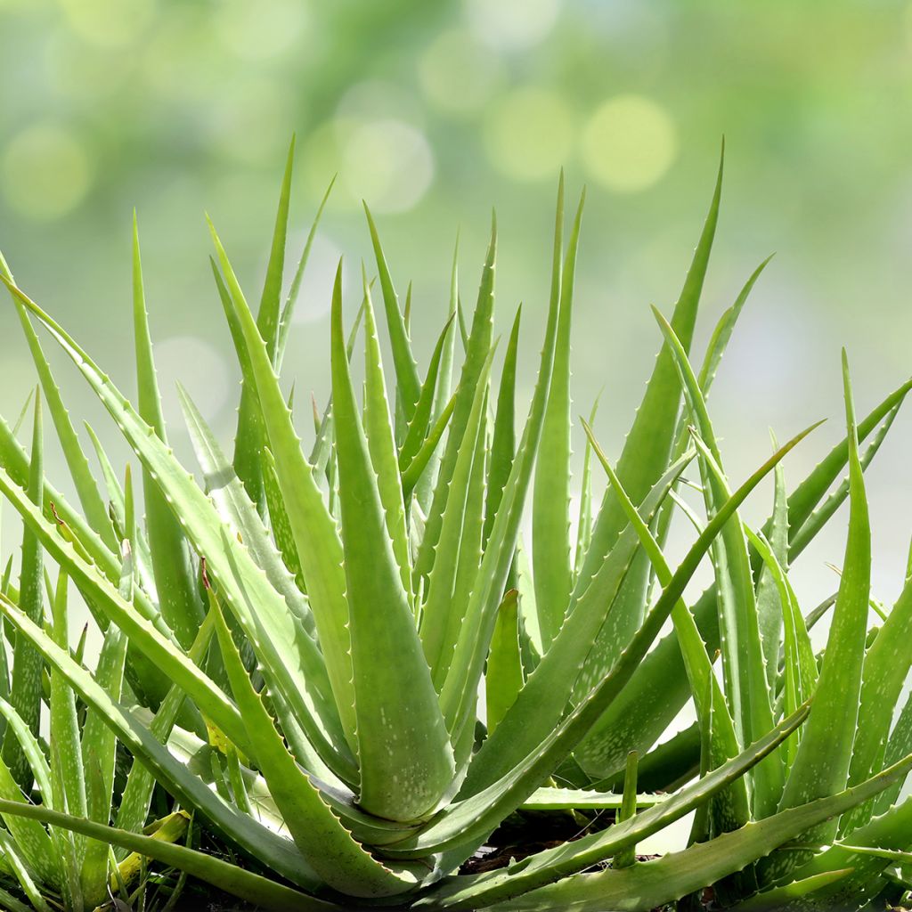 Aloe vera - Aloes des Barbades