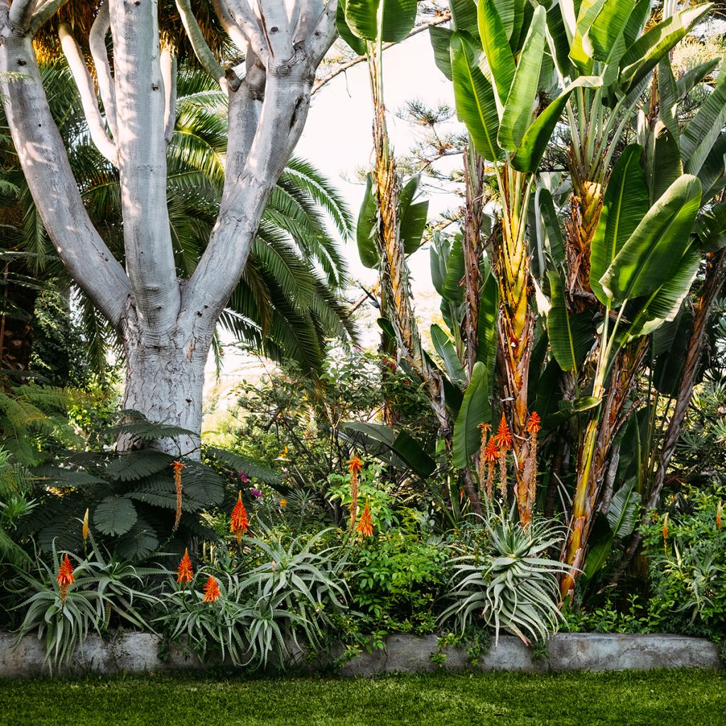 Aloe vera - Aloes des Barbades