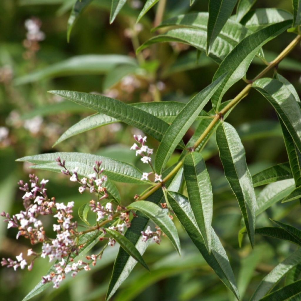 Verveine citronnelle - Aloysia triphylla en plants
