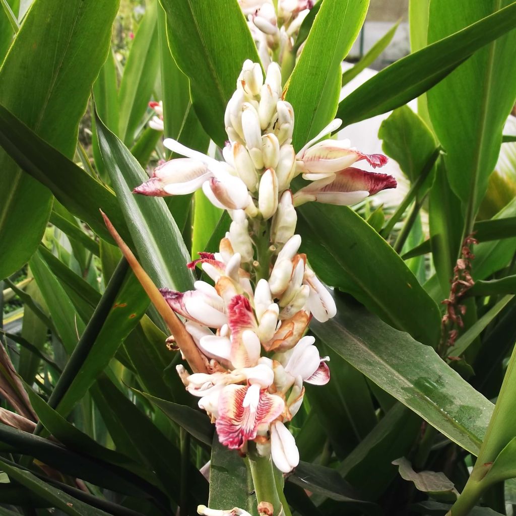 Alpinia galanga - Grand Galanga - Vivace rhizomateuse  médicinale,ornementale, aromatique.