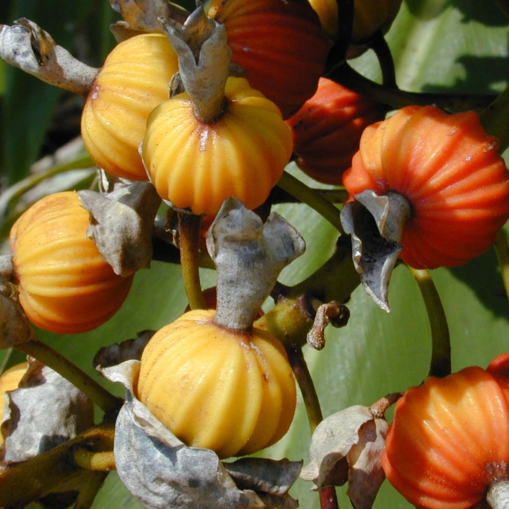 Alpinia zerumbet Variegata - Gingembre coquille panaché