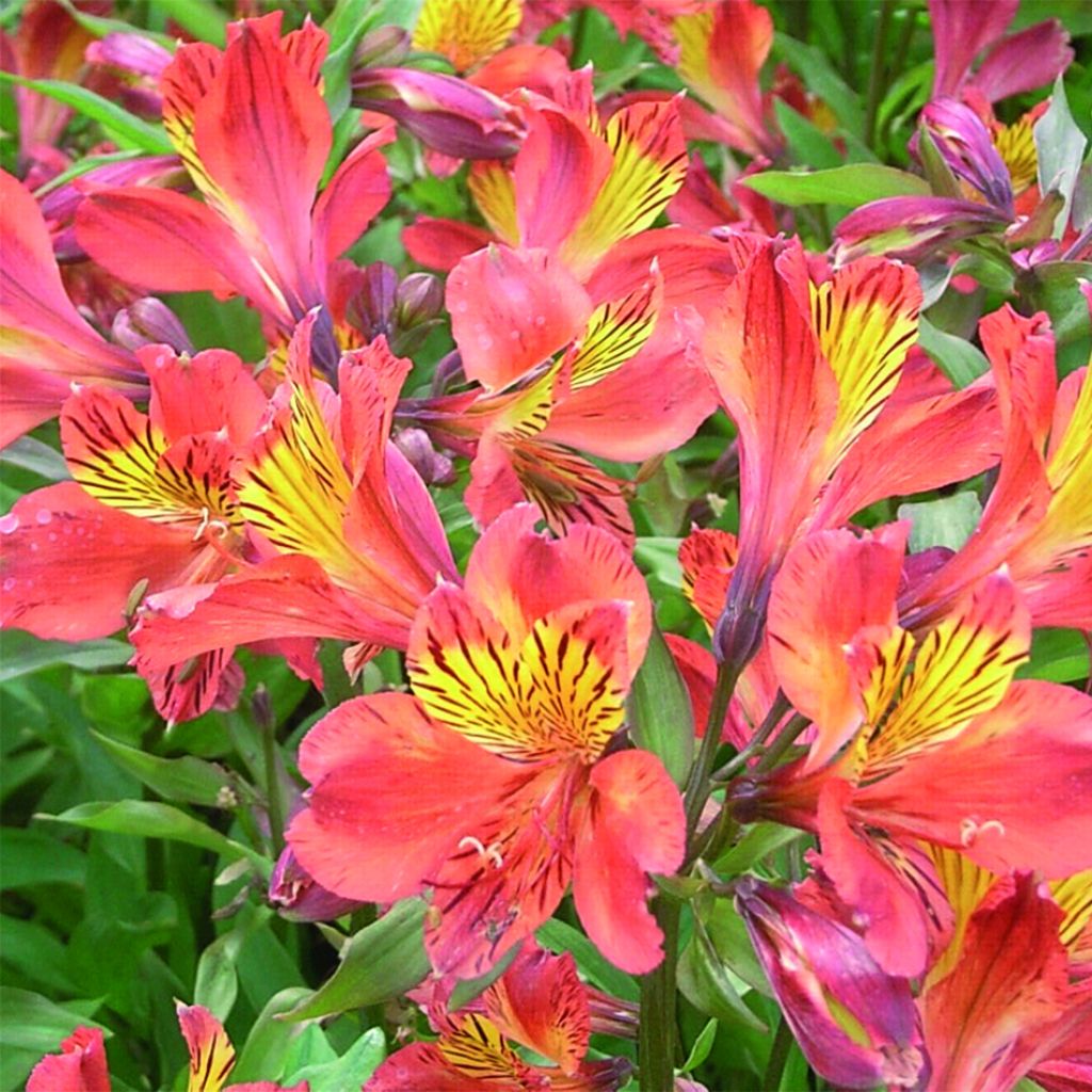 Alstroemère Inca Tropic - Alstroemeria