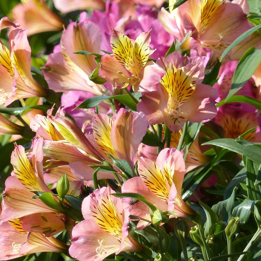 Alstroemeria Garden Summer Relieve - Lis des Incas