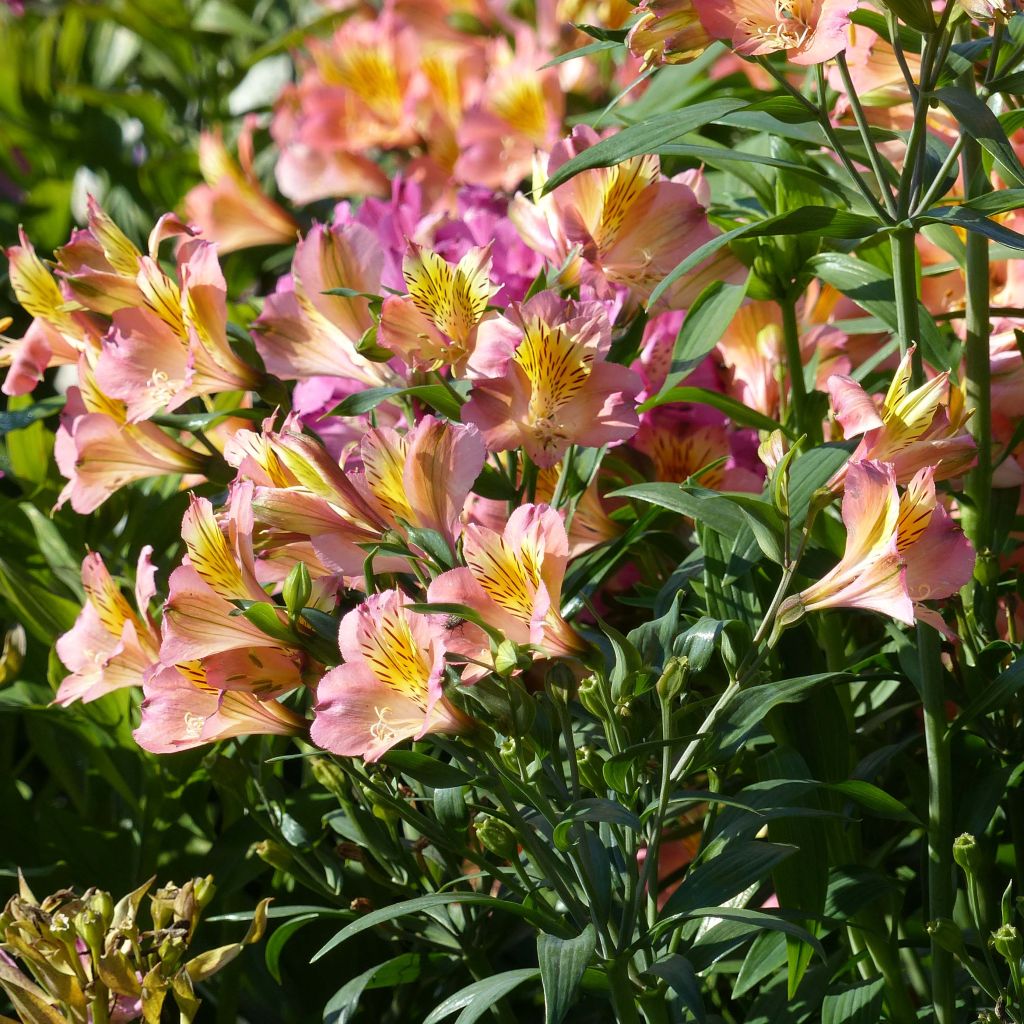 Alstroemeria Garden Summer Relieve - Lis des Incas