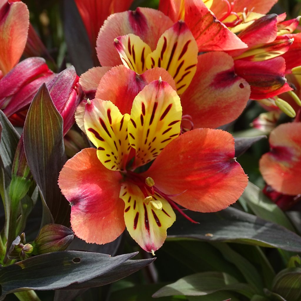 Alstroemeria Indian Summer - Lis des Incas