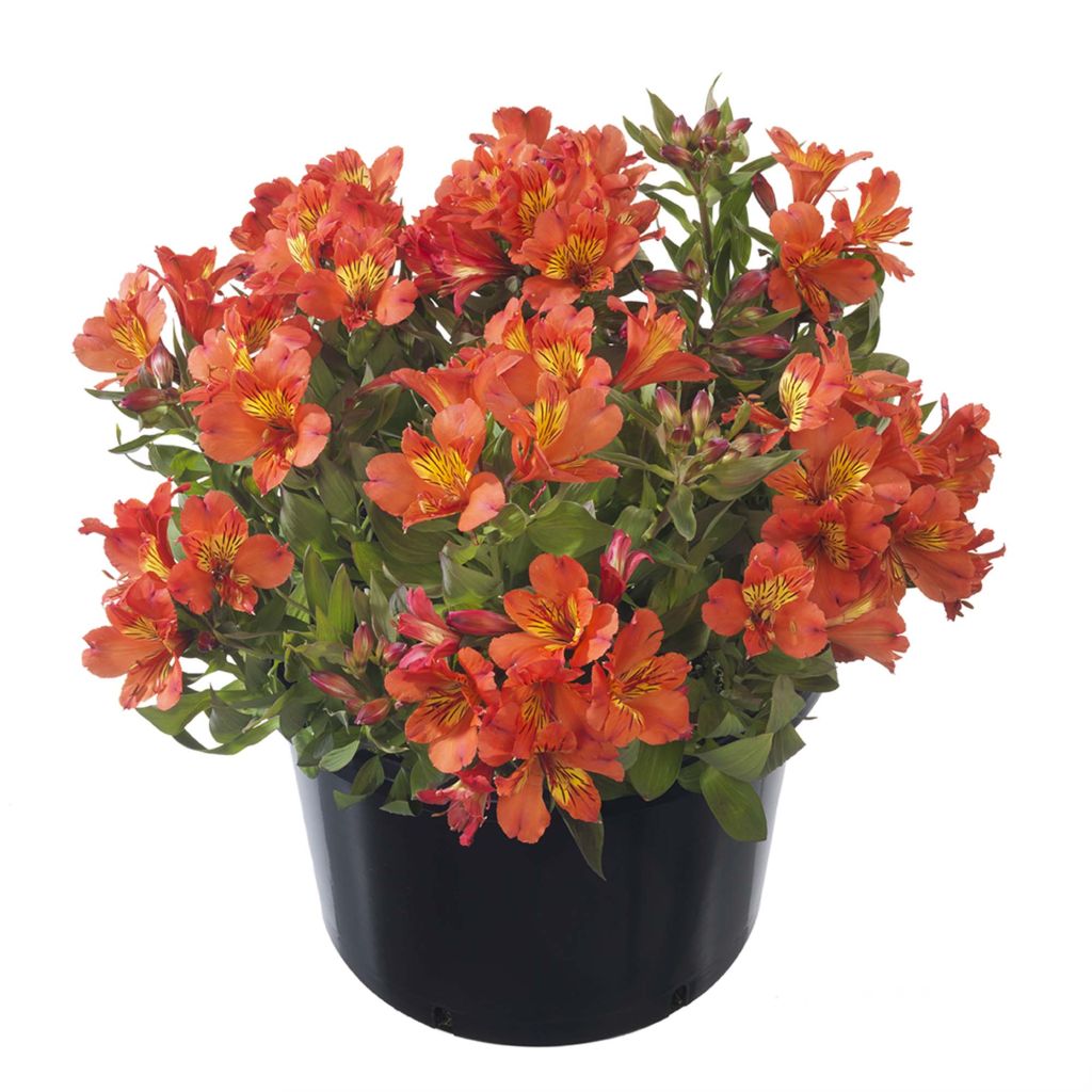 Alstroemeria Summer Holiday - Lys des Incas