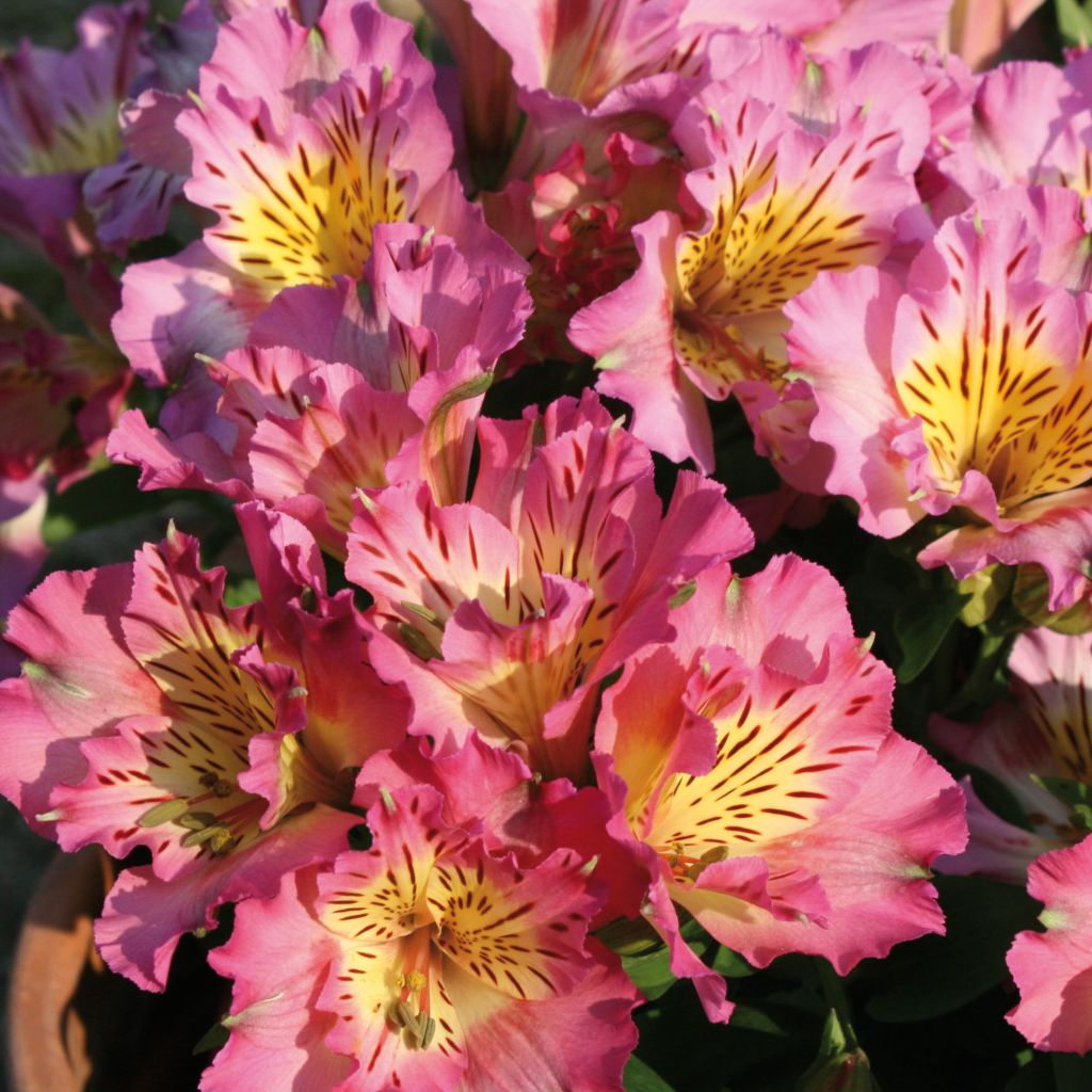 Alstroemeria Inticancha® Sunday - Lis des Incas rose lilas et jaune.