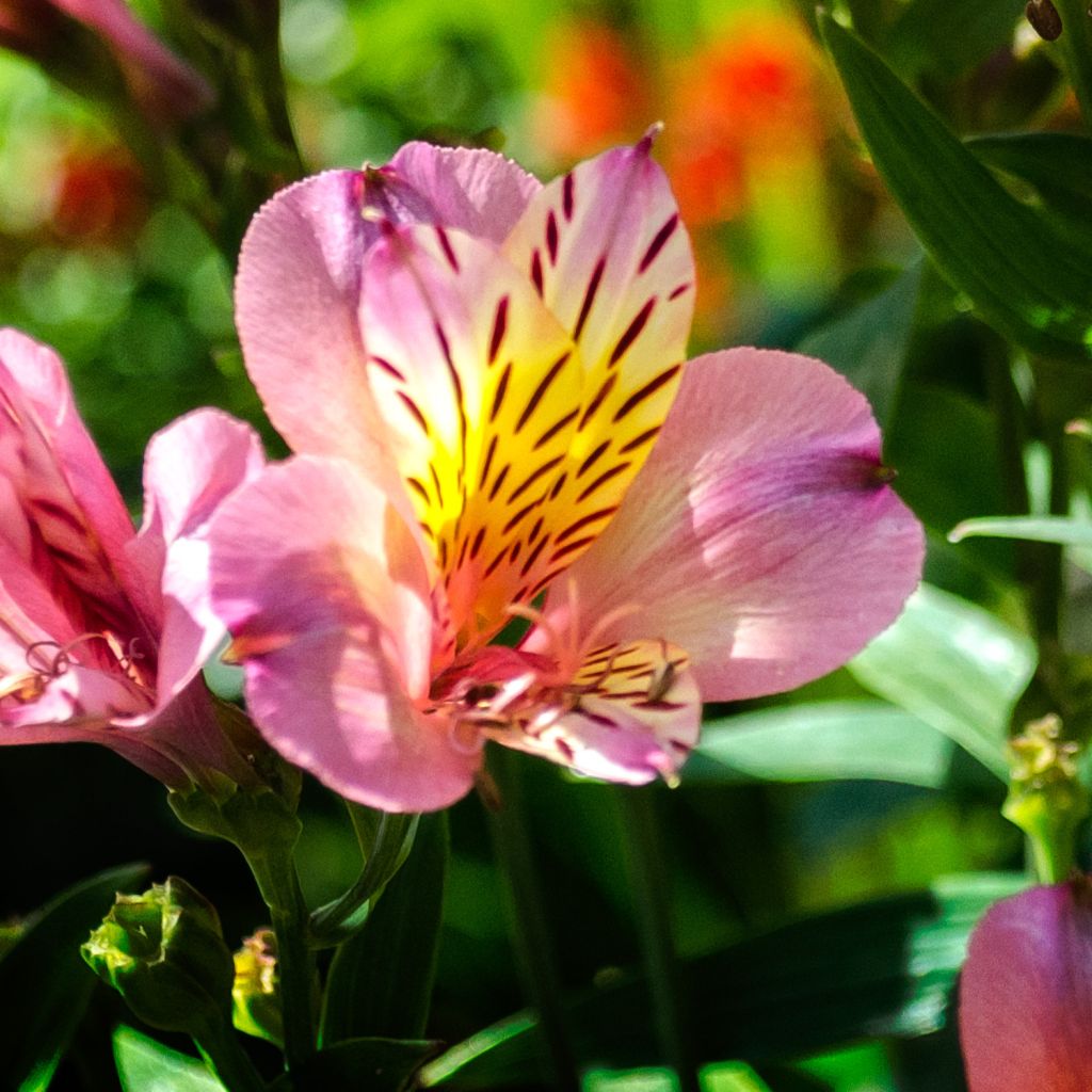 Alstroemeria ligtu-hybride