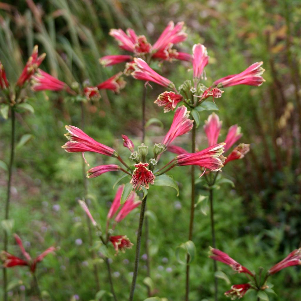 Alstroemeria psittacina - Lys des Incas, Alstroémère perroquet