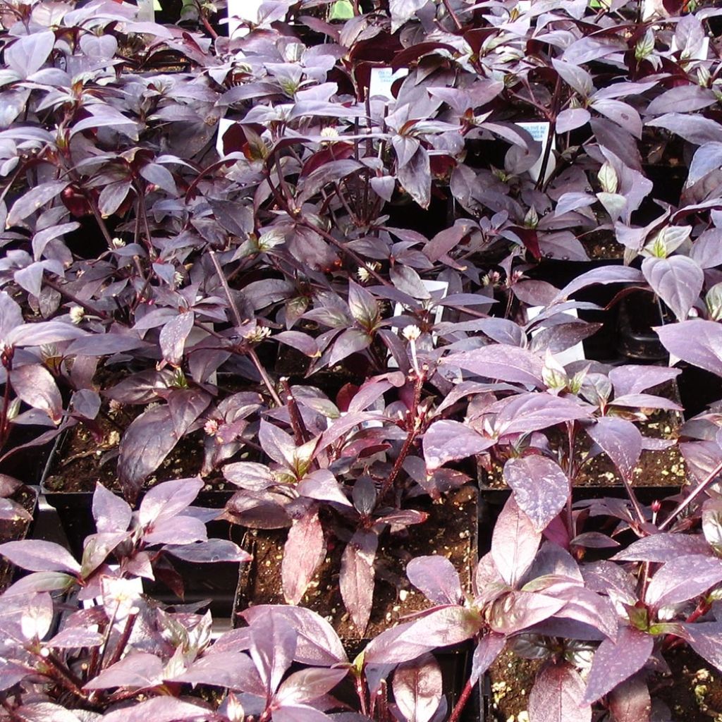 Alternanthera Purple Knight