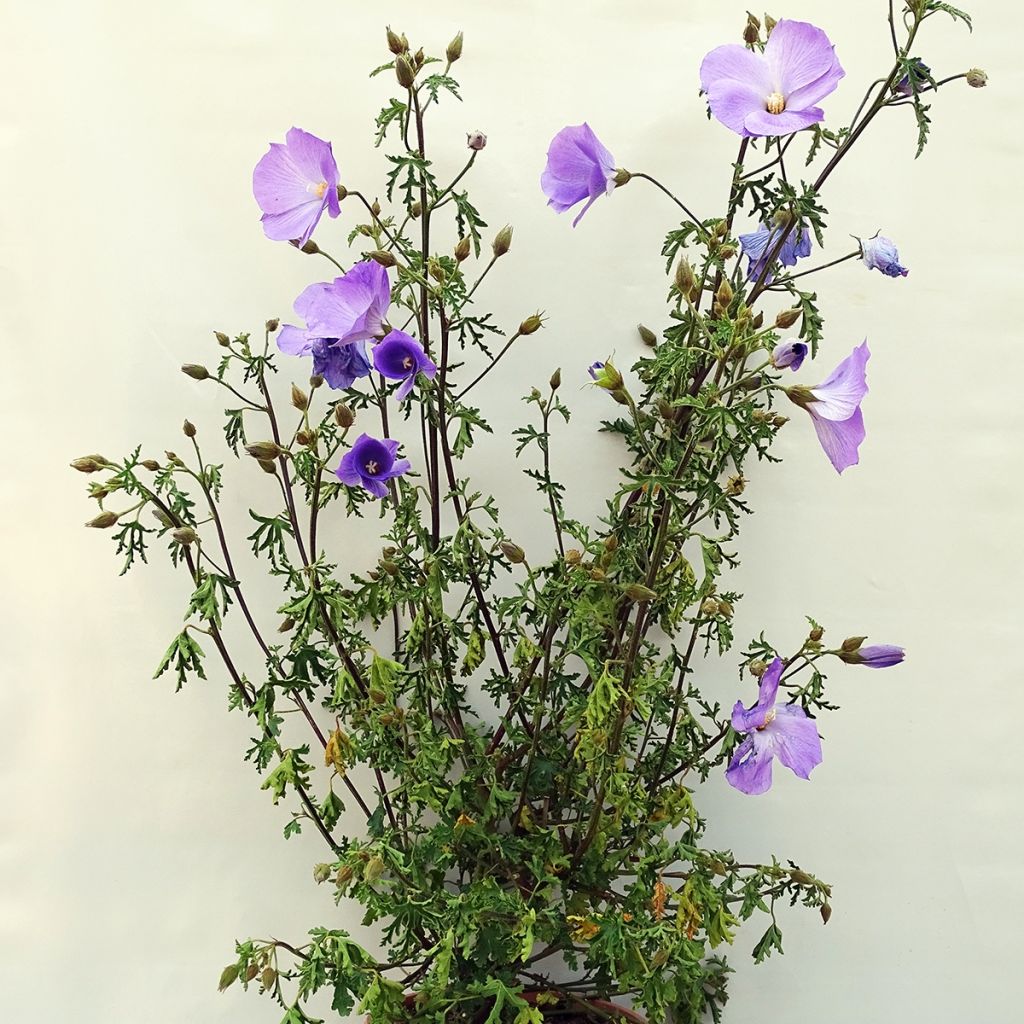 Alyogyne huegelii - Hibiscus bleu d'Australie