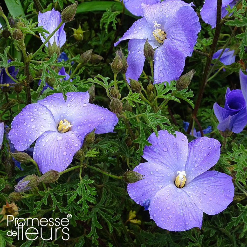 Alyogyne huegelii - Hibiscus bleu d'Australie