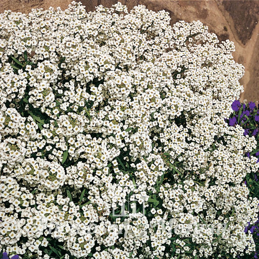 Graines d'Alysse odorant Carpet Of Snow - Lobularia maritima