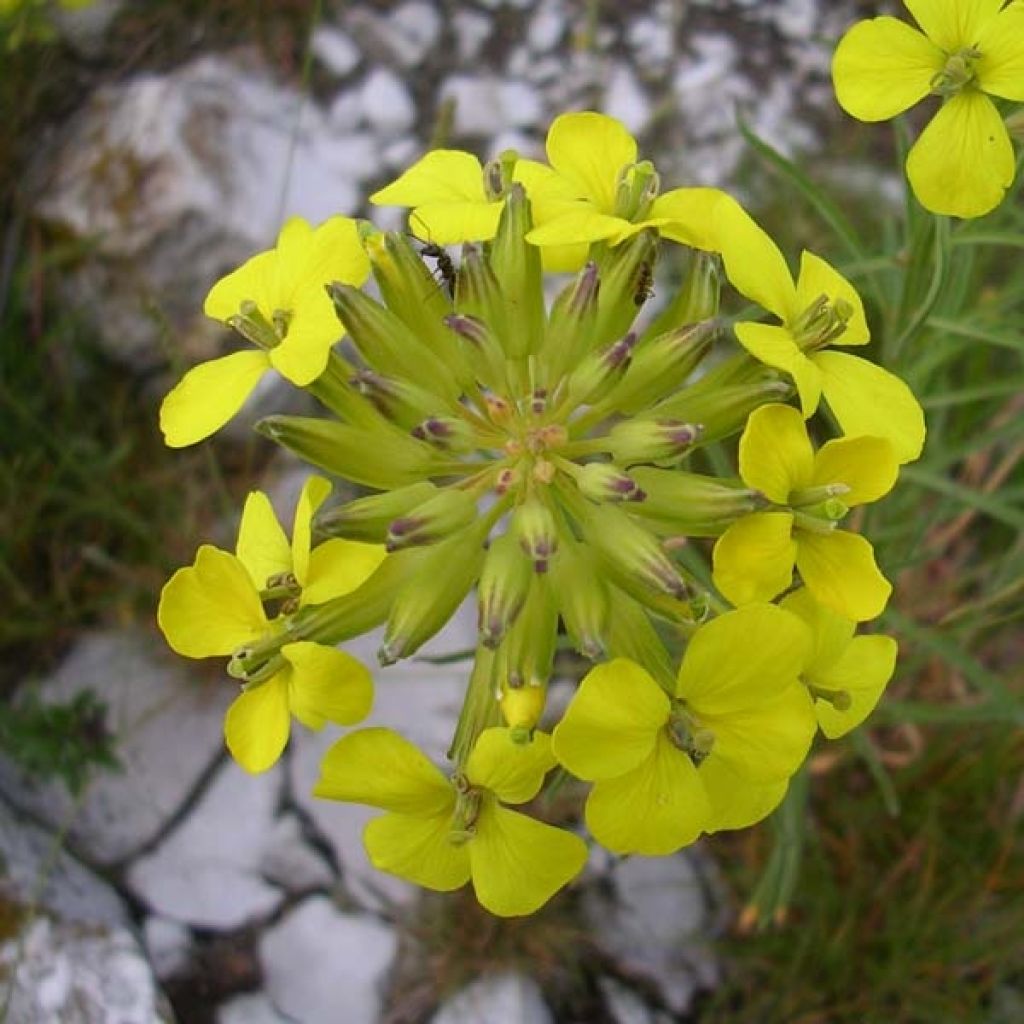 Alyssum Montanum Berggold ou Aurinia Montanum Berggold